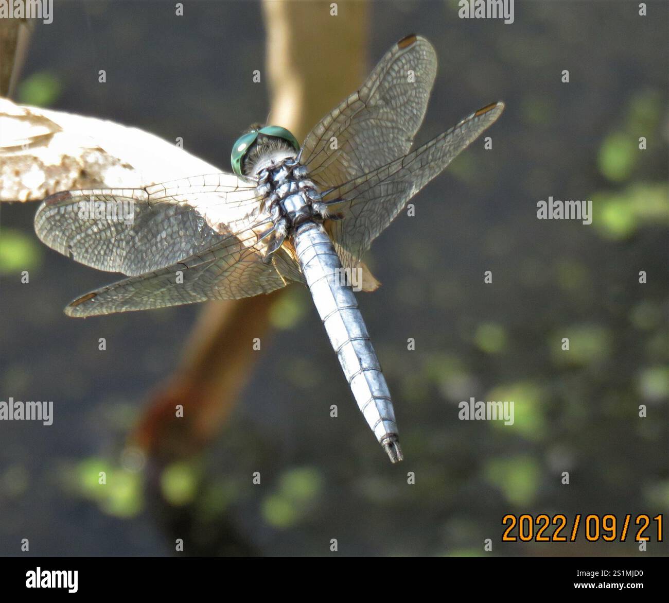 Blue Dasher (Pachydiplax longipennis Stock Photo - Alamy