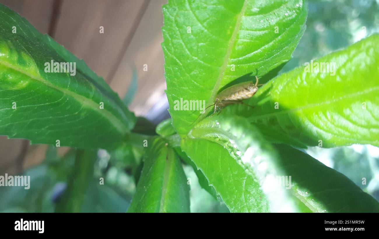Amber Wood Cockroach (Ectobius vittiventris Stock Photo - Alamy