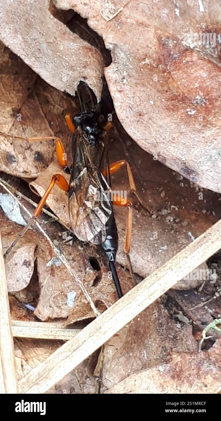 Black Slip Wasp (Pimpla rufipes Stock Photo - Alamy