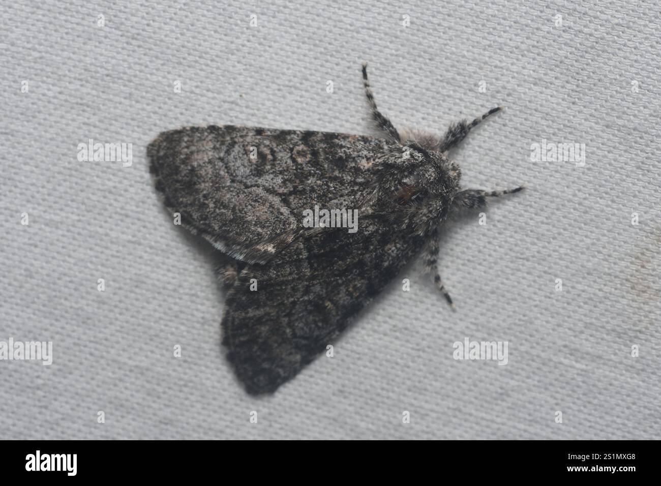 Broth Moth Brother Moth (Raphia frater Stock Photo - Alamy