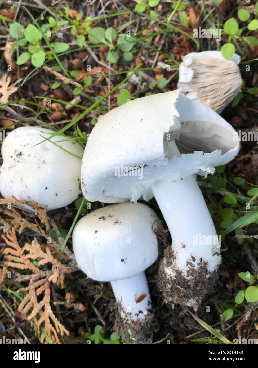 Wood Mushroom Agaricus Sylvicola Stock Photo Alamy wood-mushroom-agaricus-sylvicola-stock-photo-alamy