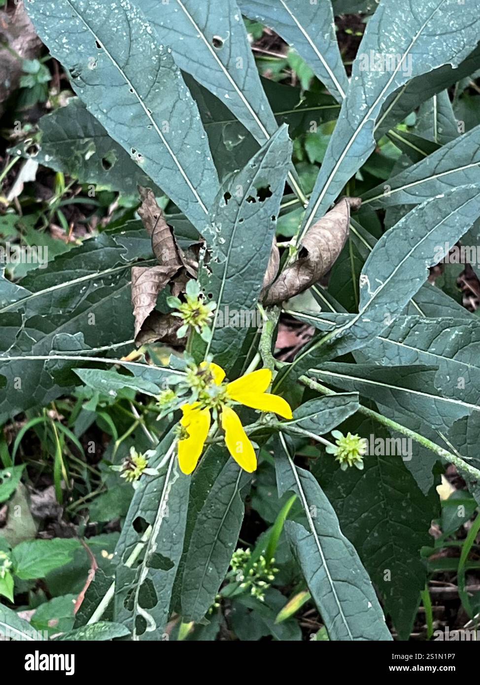 Wingstem Dead Wingstem (Verbesina alternifolia Stock Photo - Alamy