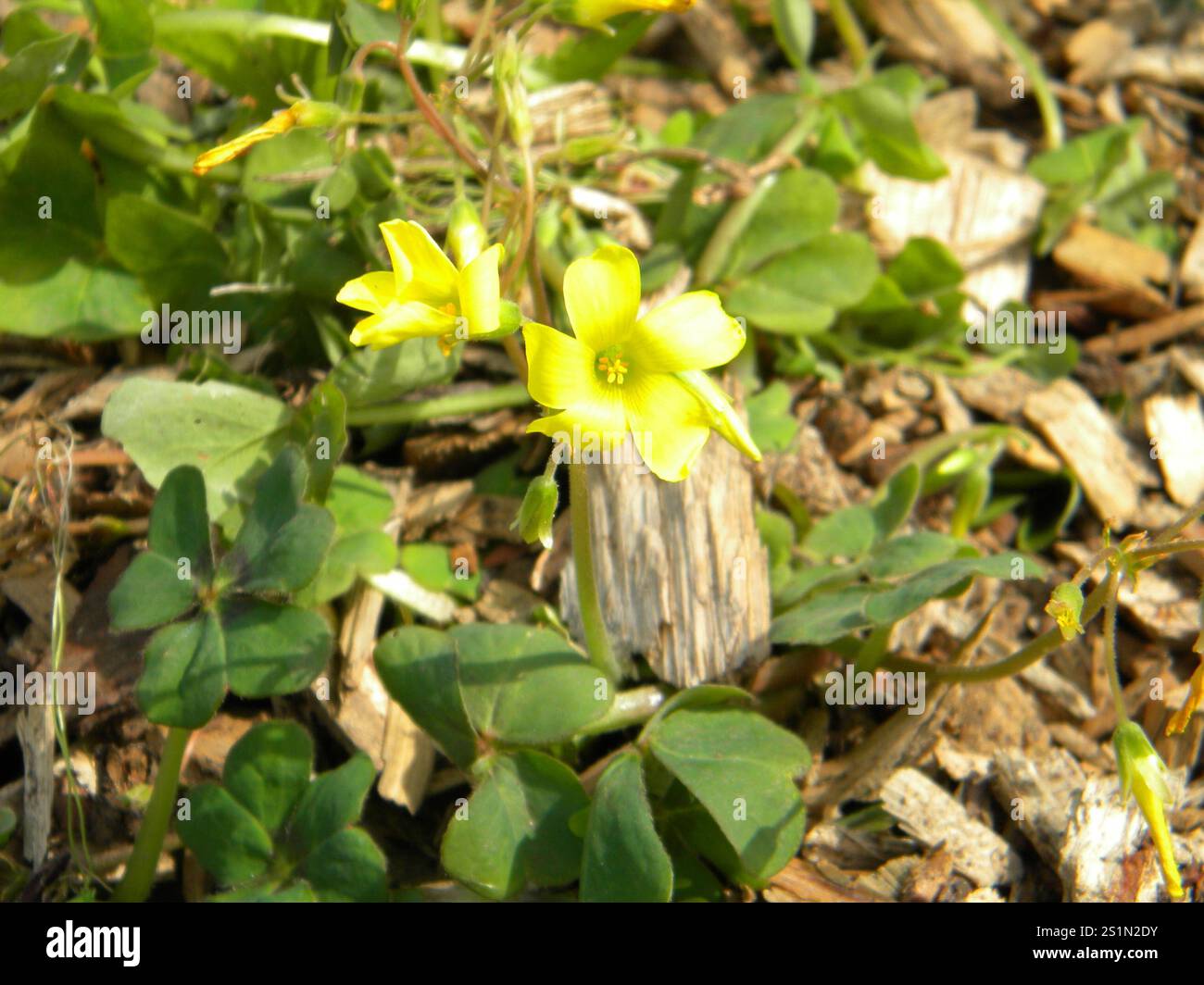 Squashed Spring Squashed Sorrel (Oxalis compressa Stock Photo - Alamy