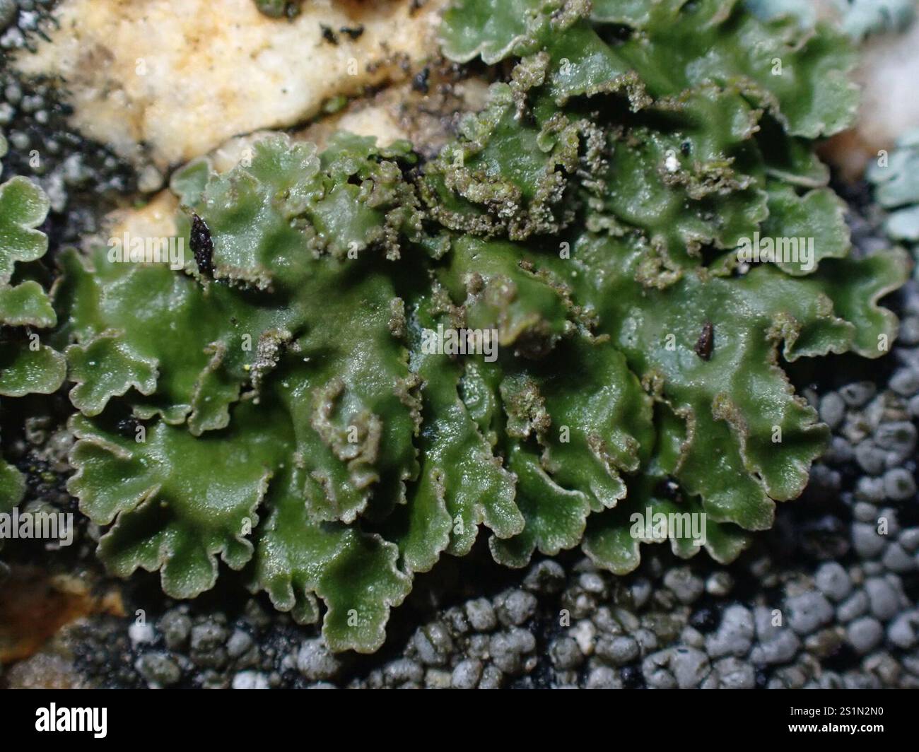 shield-lichens-and-allies-parmeliaceae-stock-photo-alamy