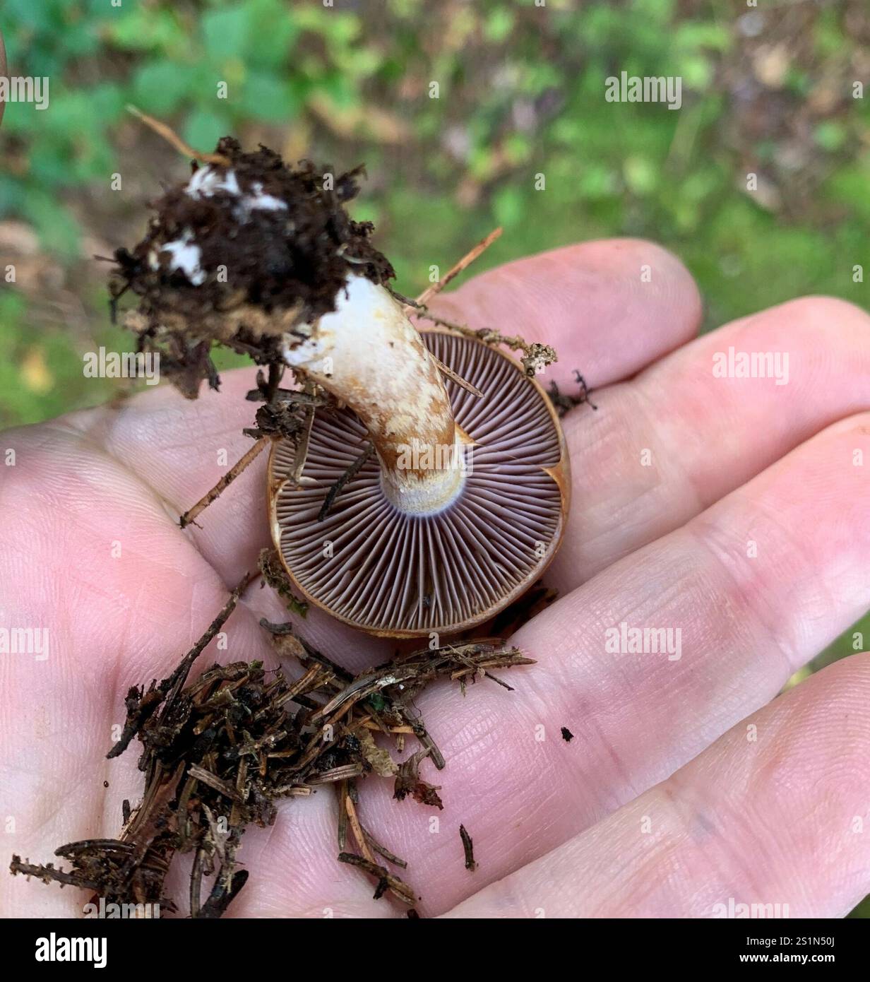 Red Banded Webcap red-banded webcap (Cortinarius armillatus Stock Photo - Alamy