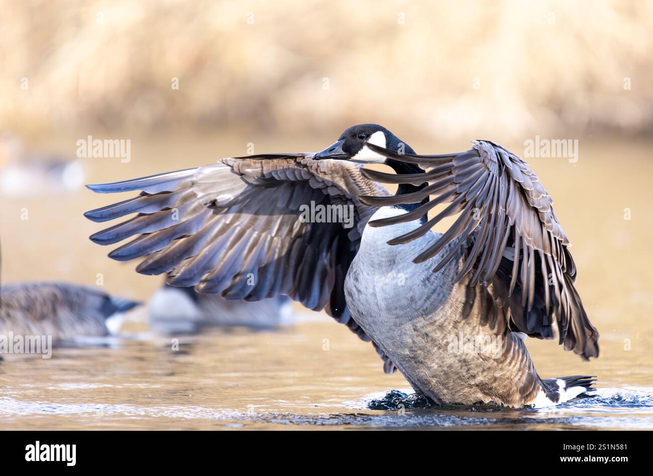 Sea goose standing up and drying its wings with sunny background Stock ...