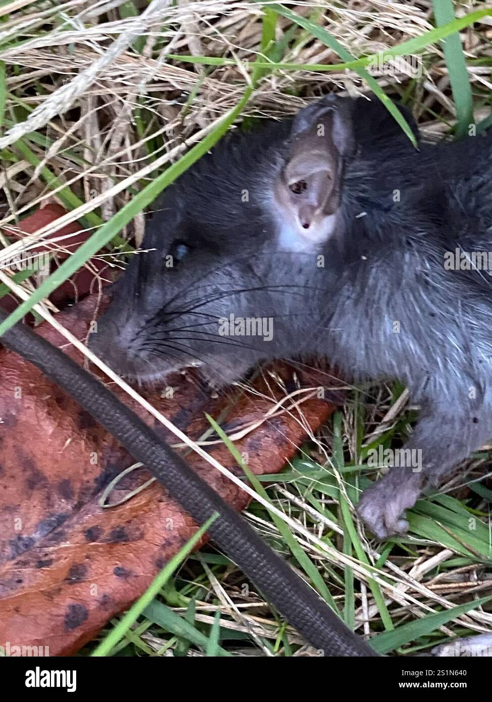 Black Rat (Rattus rattus Stock Photo - Alamy