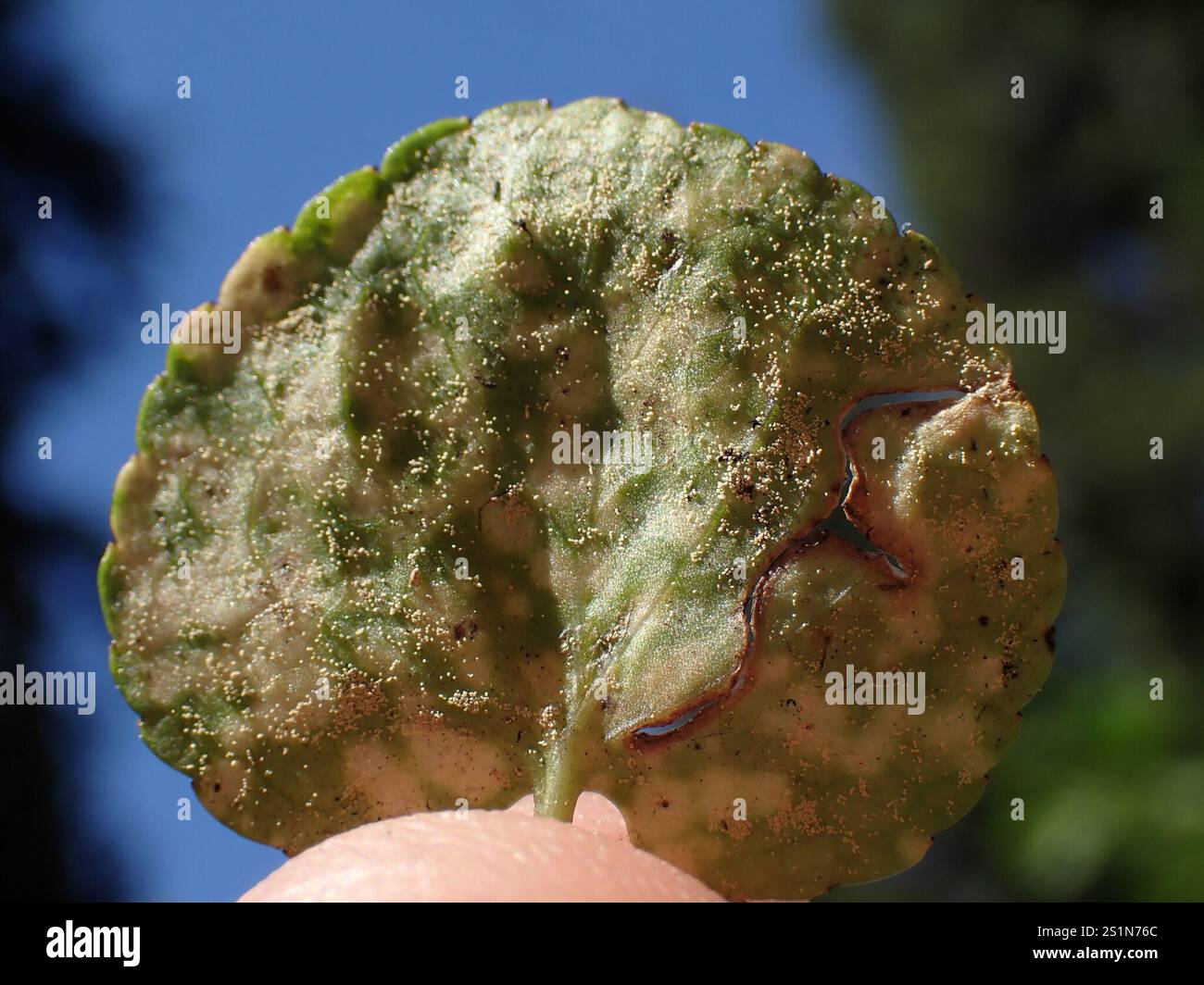 rust fungi (Pucciniales Stock Photo - Alamy