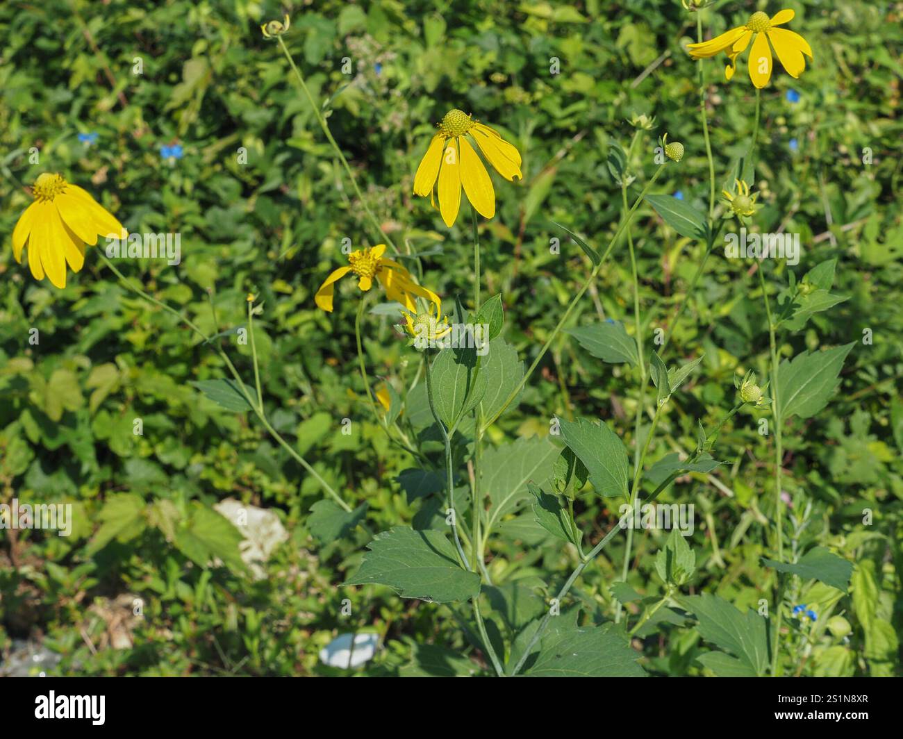 cutleaf coneflower (Rudbeckia laciniata Stock Photo - Alamy