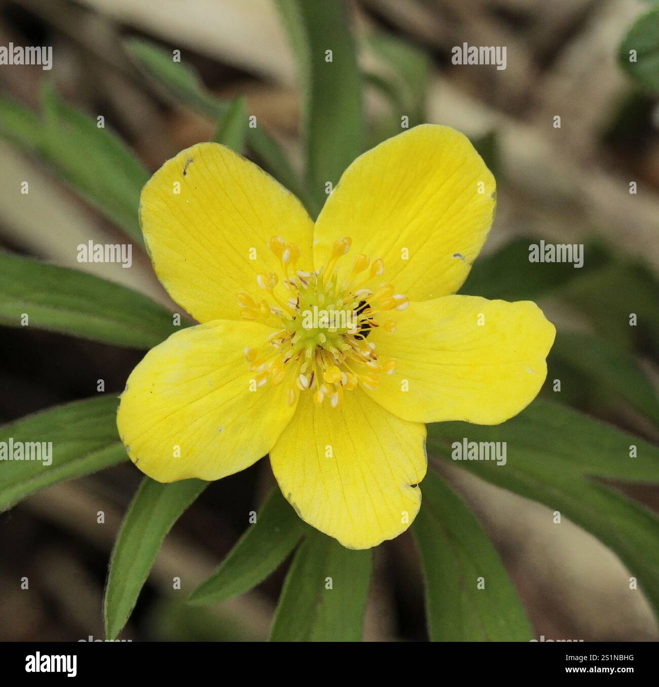 Yellow Anemone (Anemonoides ranunculoides Stock Photo - Alamy