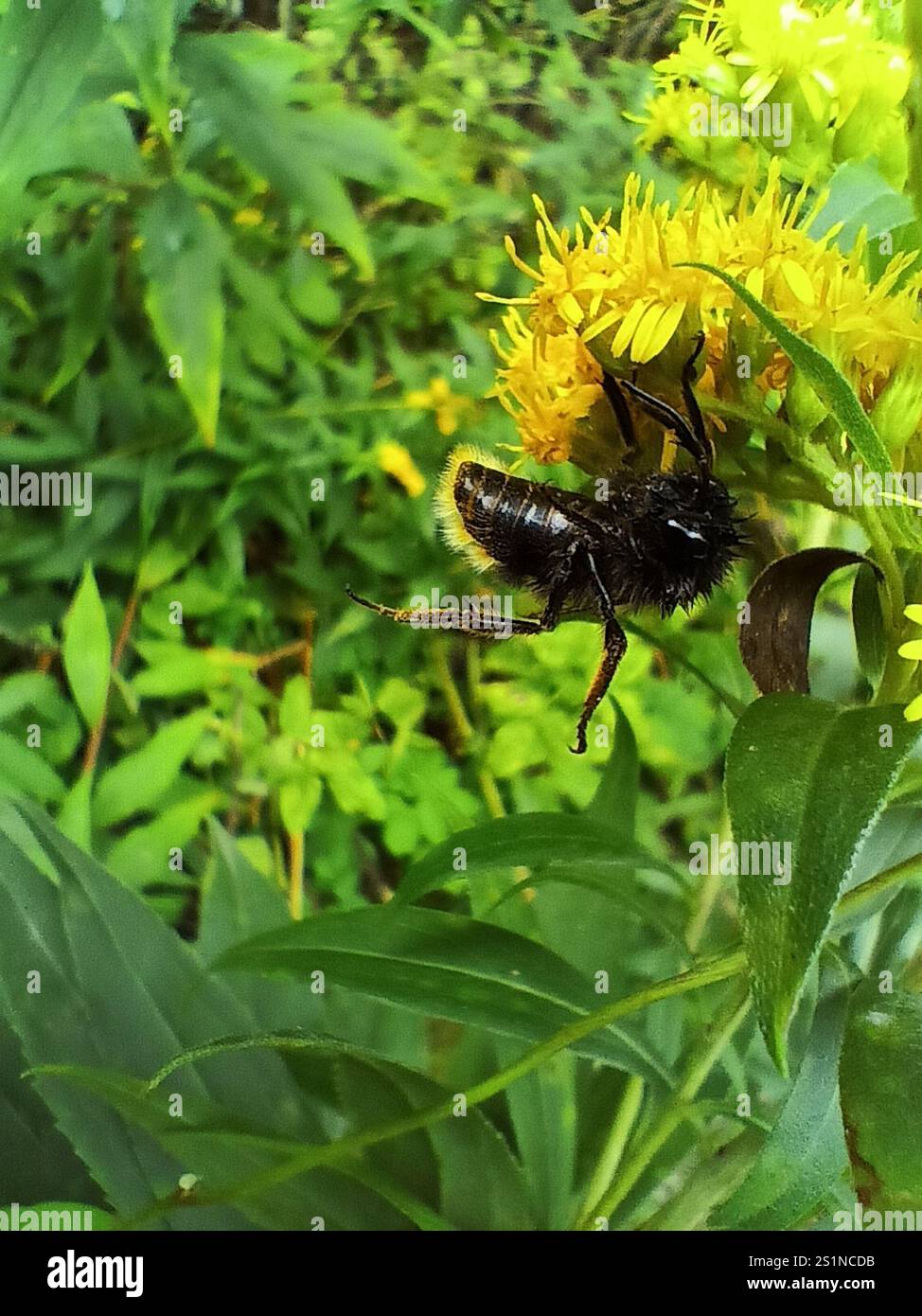 Hill Cuckoo Bumble bee (Bombus rupestris Stock Photo - Alamy