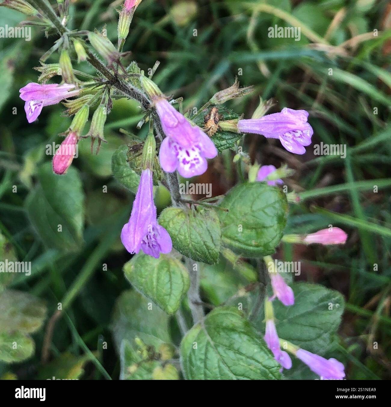 Wood Calamint (Clinopodium menthifolium Stock Photo - Alamy