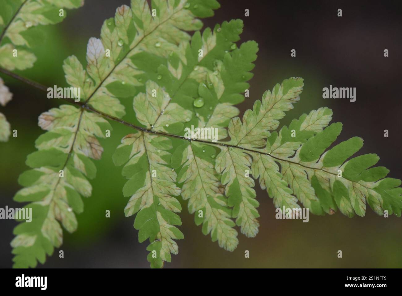 oak fern rust (Hyalopsora aspidiotus Stock Photo - Alamy
