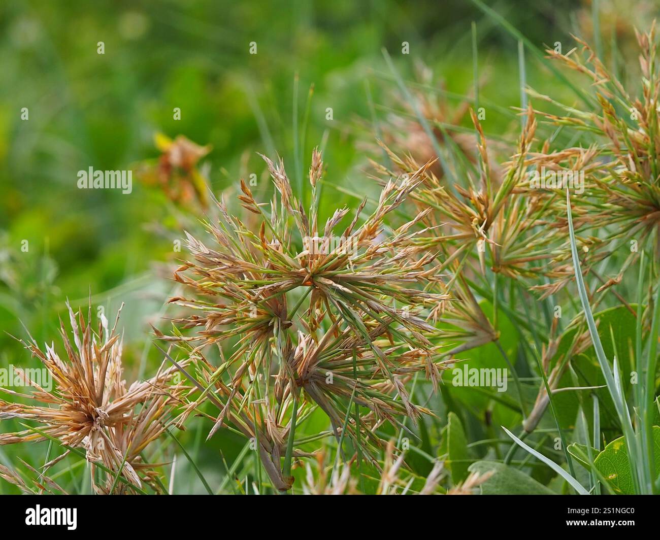 Ravan's Mustache (Spinifex littoreus) Stock Photo