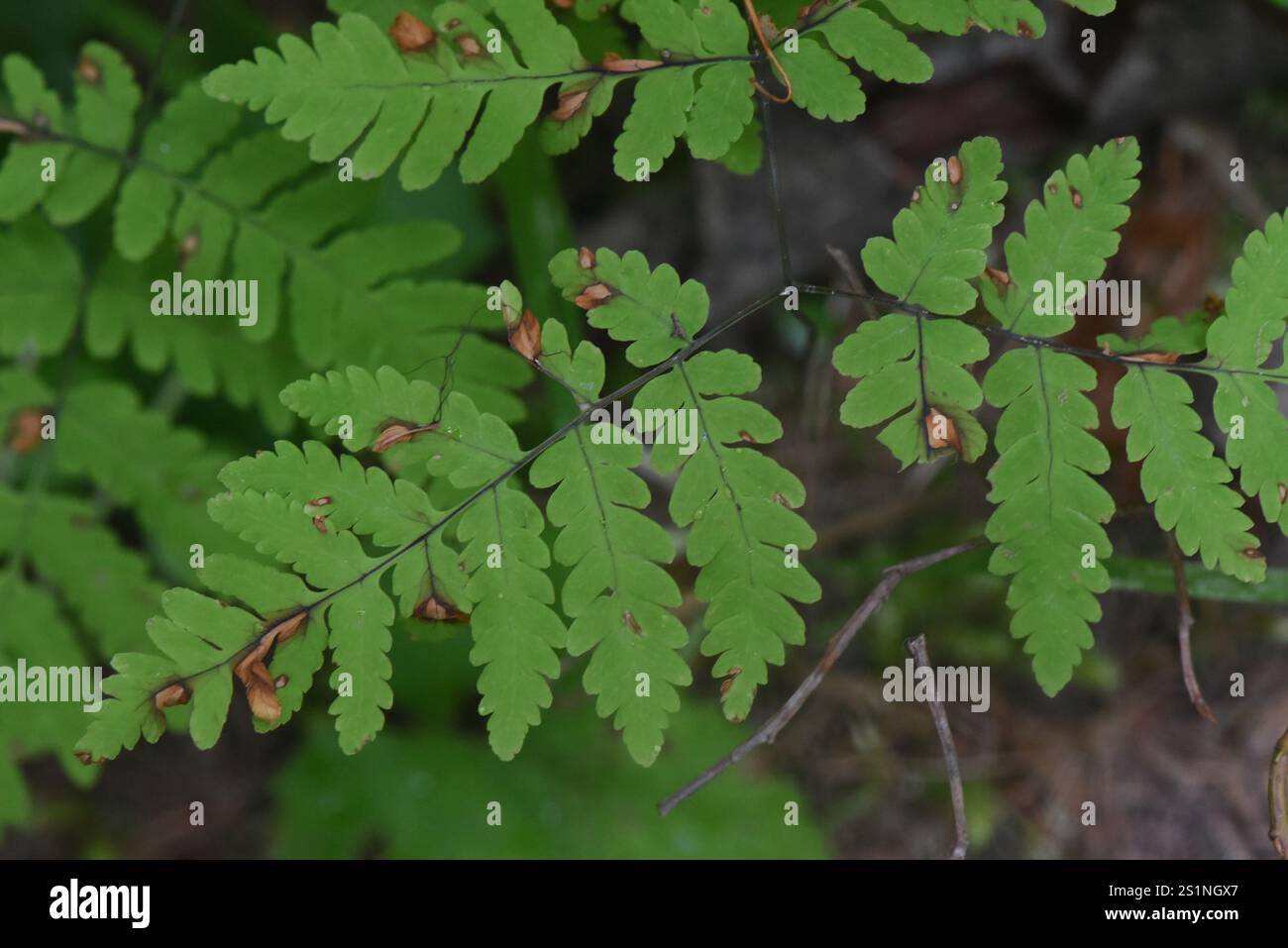 oak fern rust (Hyalopsora aspidiotus Stock Photo - Alamy