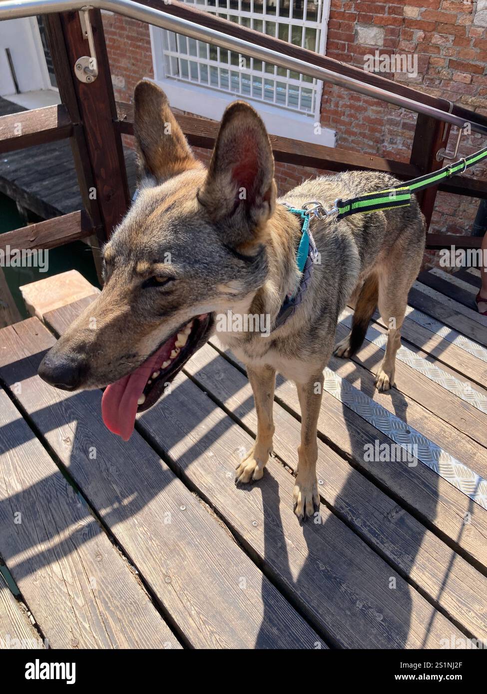 Wolf dog out for a walk - Smartphone Captured Stock Image