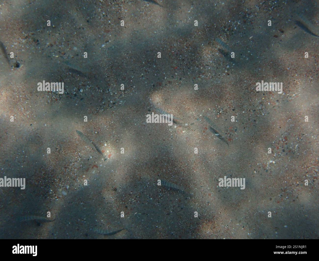 Striped Seabream (Lithognathus mormyrus) Stock Photo