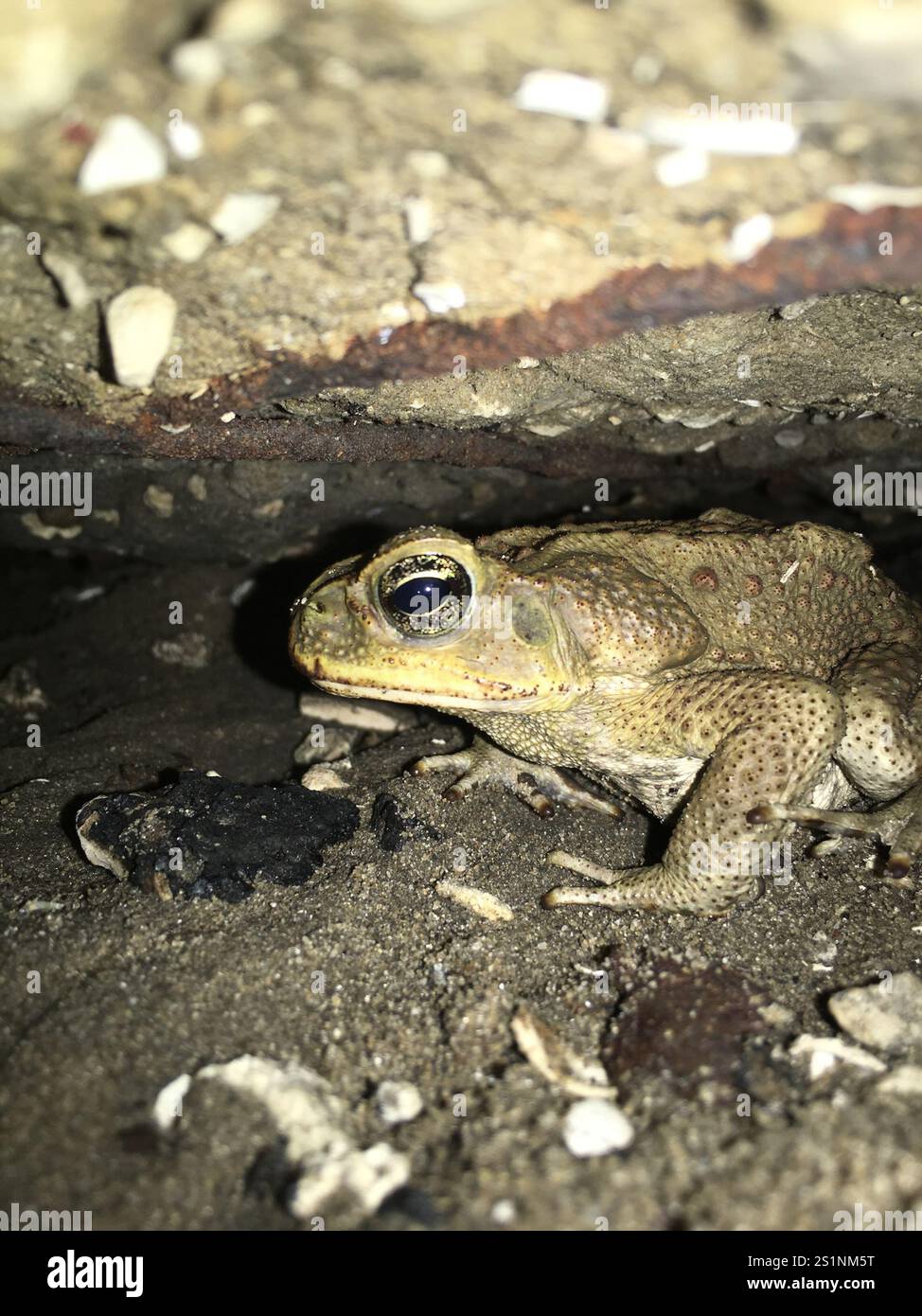 Cane Toad (Rhinella marina Stock Photo - Alamy