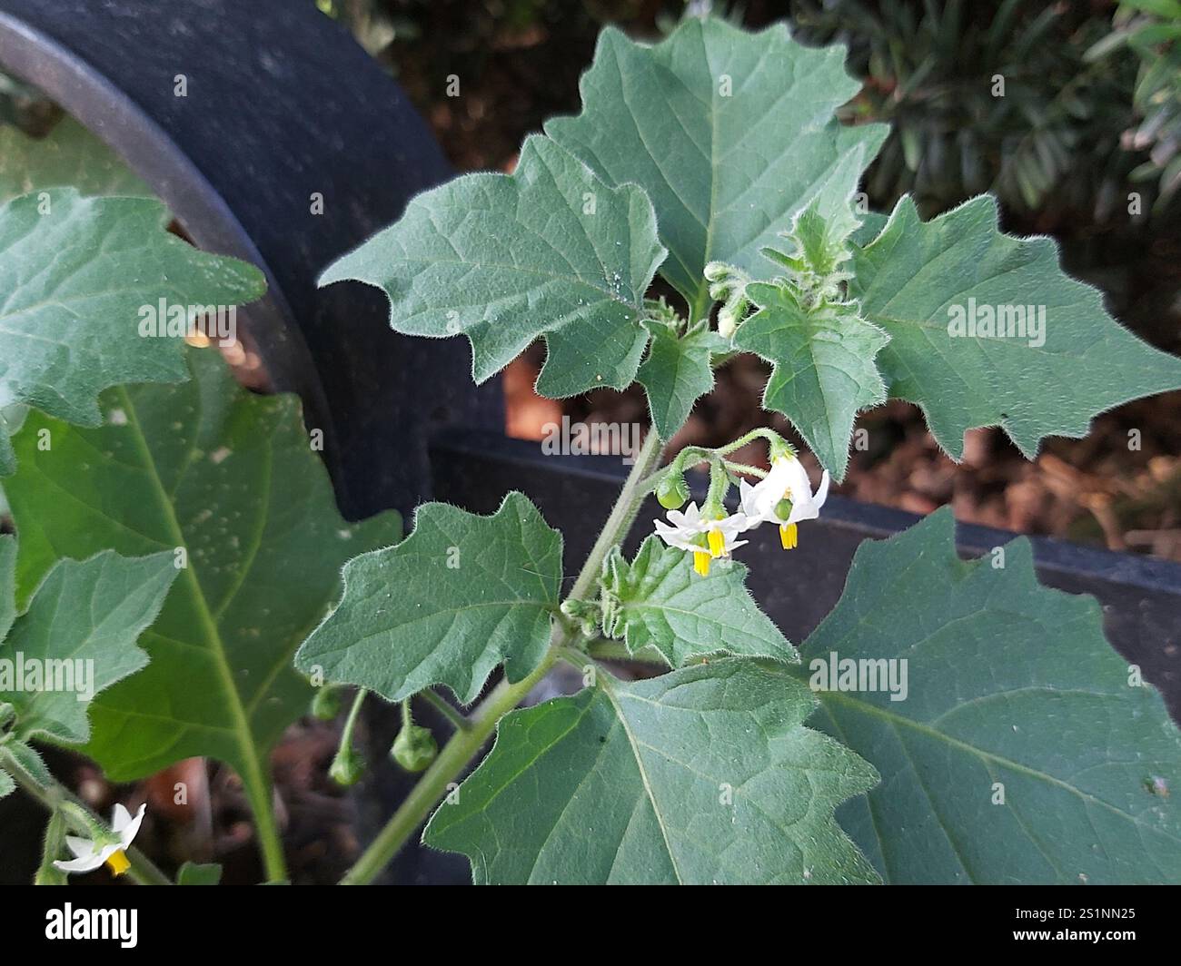 black nightshade (Solanum nigrum Stock Photo - Alamy