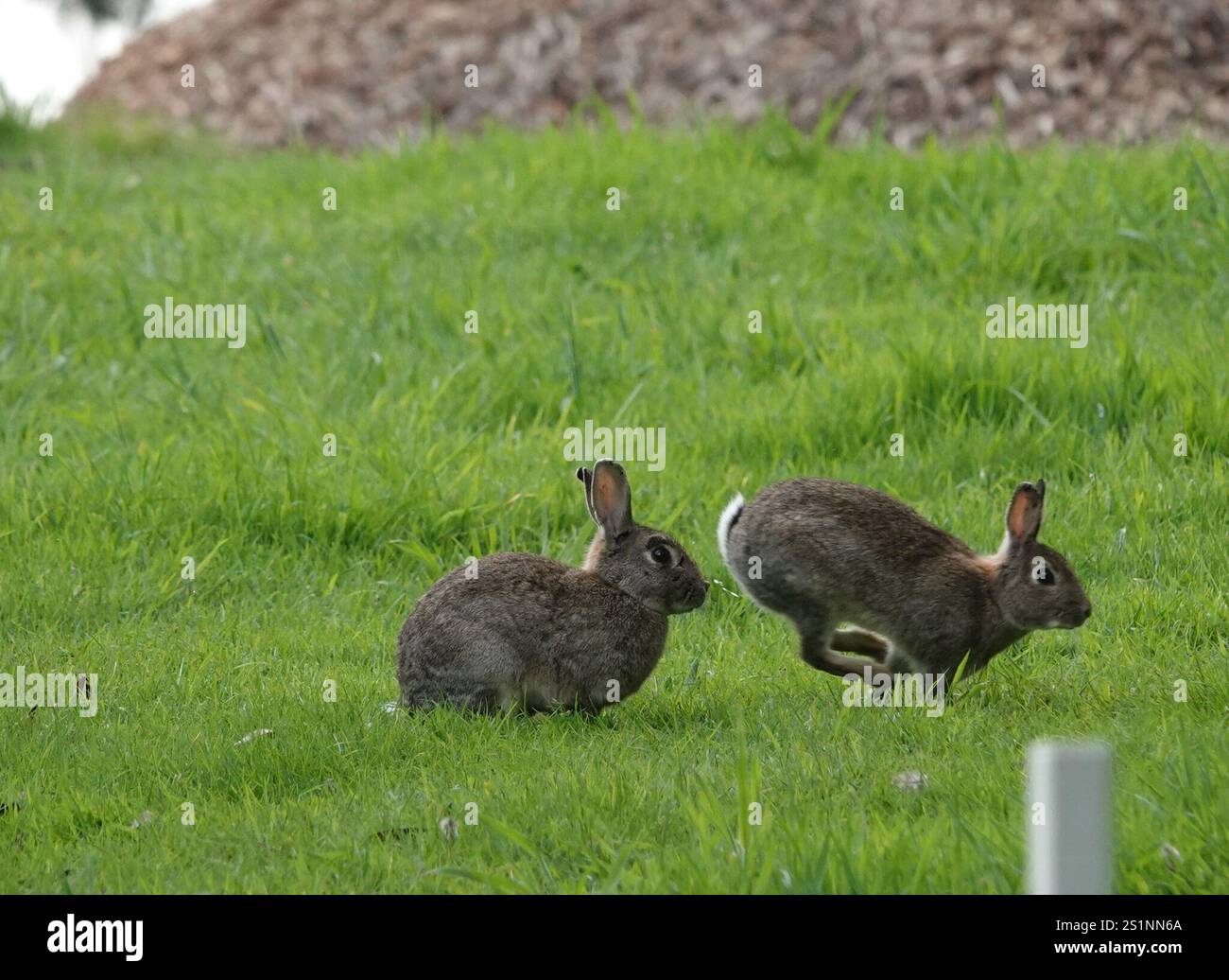 Superclass Rabbit Classification European Rabbit (Oryctolagus cuniculus Stock Photo - Alamy