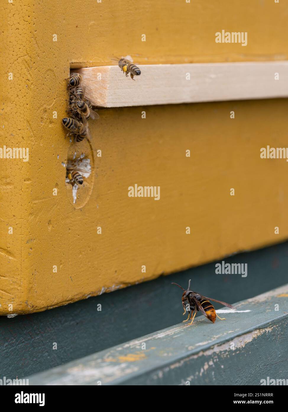 Asian yellow-legged hornet (Vespa velutina) observing honey bees at the beehive, Asian hornet observes beehive Stock Photo