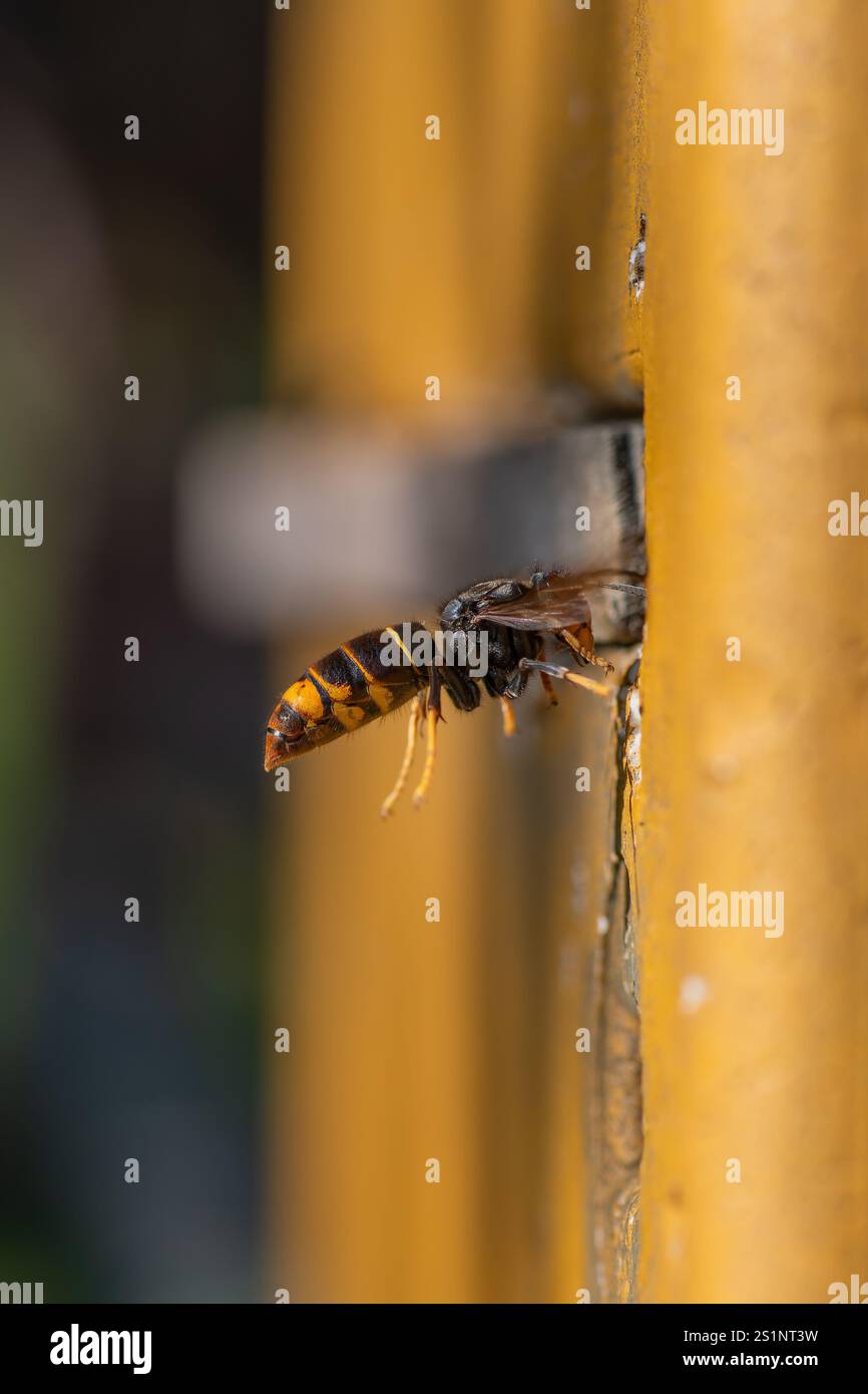 Asian hornet (Vespa velutina) flies at beehive, Flying Asian yellow ...
