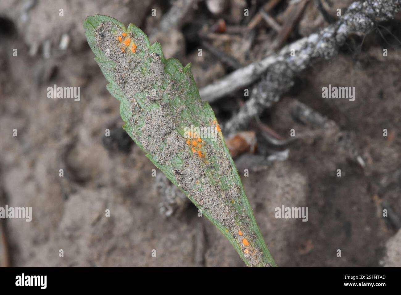 rust fungi (Pucciniales Stock Photo - Alamy