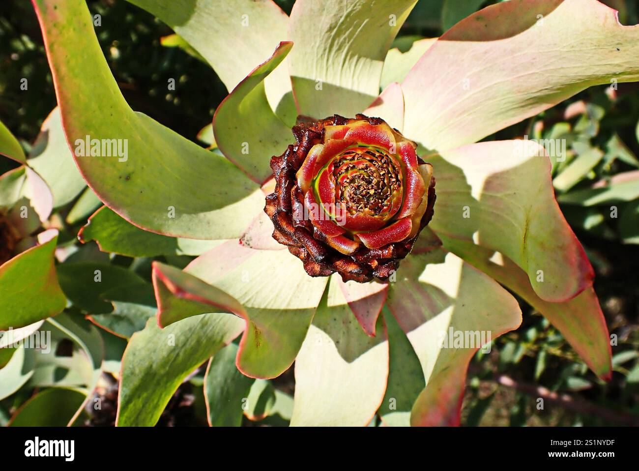 Spicy Conebush (Leucadendron tinctum) Stock Photo