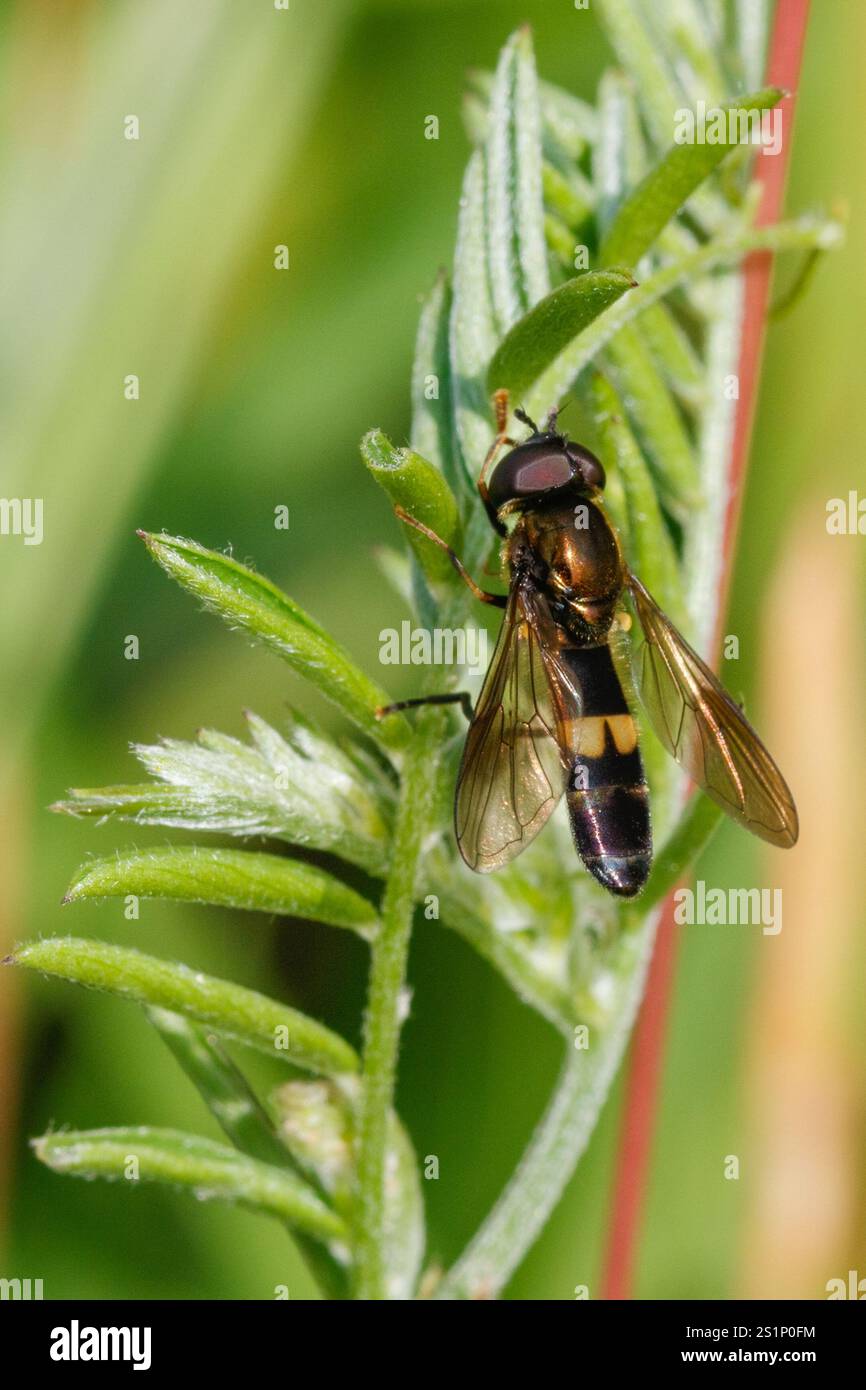 Sedgesitter hi-res stock photography and images - Alamy