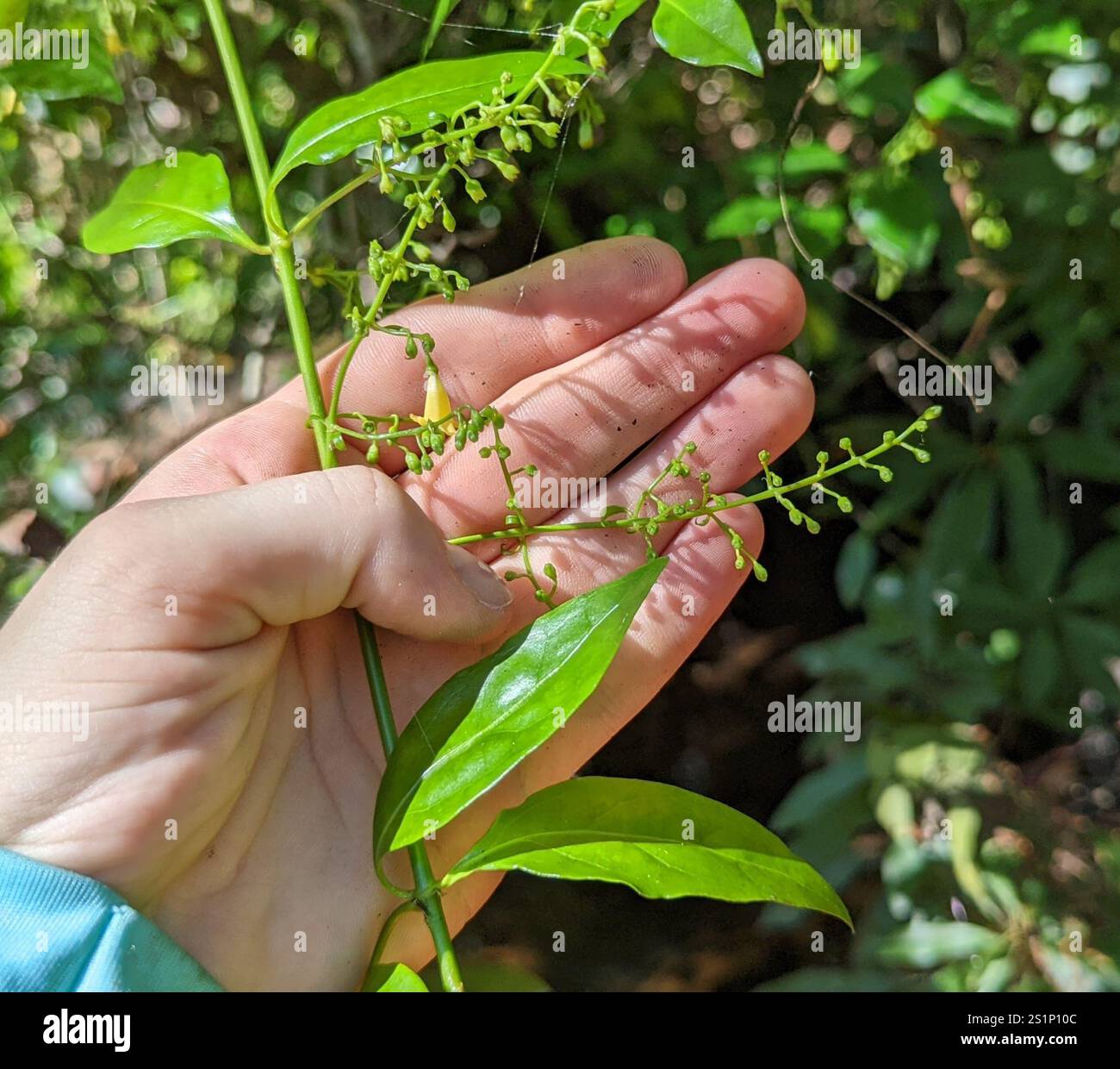 west-indian-milkberry-chiococca-alba-2S1
