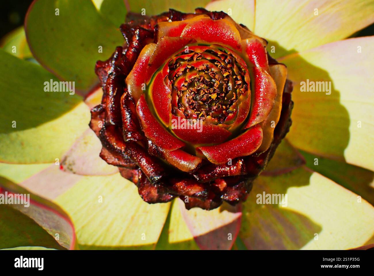 Spicy Conebush (Leucadendron tinctum) Stock Photo