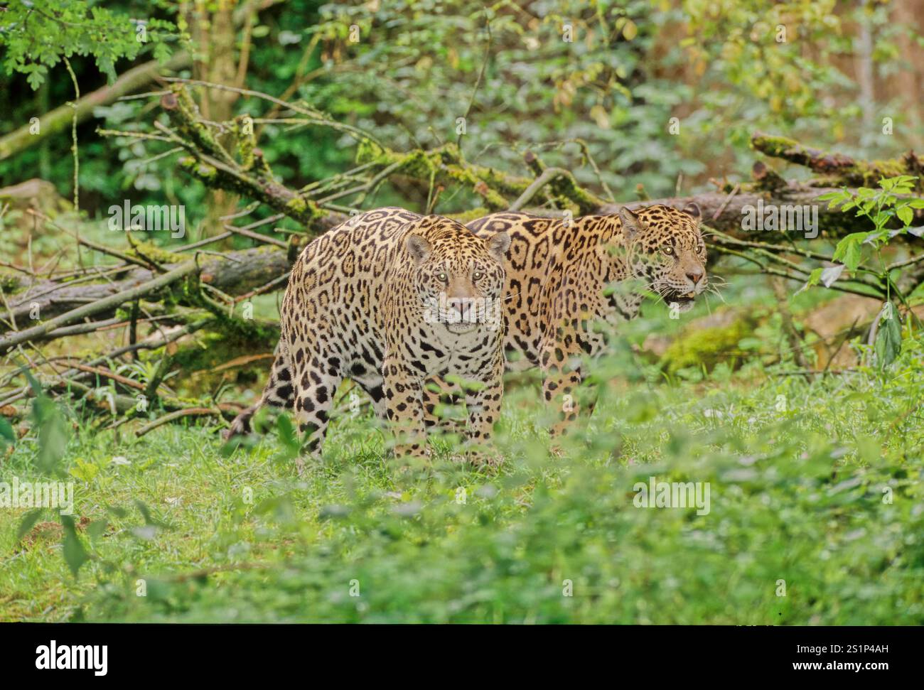 The Jaguar Panthera Onca Is A Large Cat Species And The Only Living