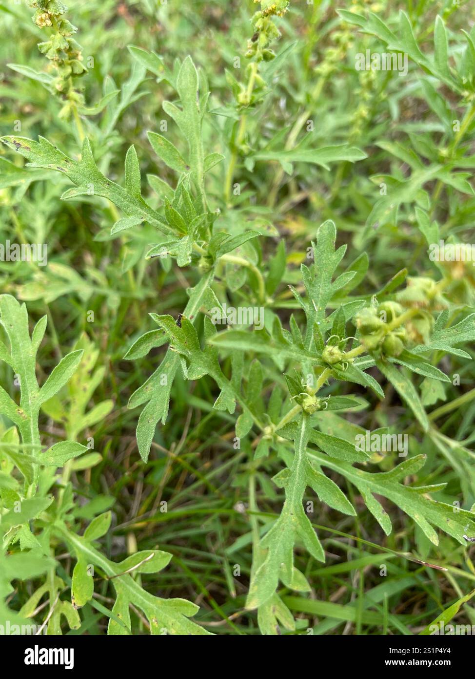 western ragweed (Ambrosia psilostachya Stock Photo - Alamy