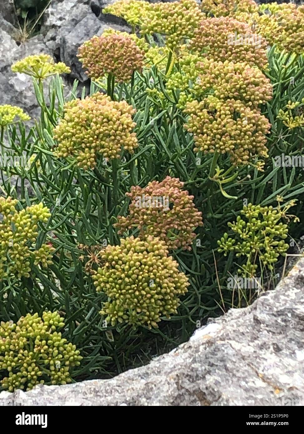 Samohire Tree rock samphire (Crithmum maritimum Stock Photo - Alamy