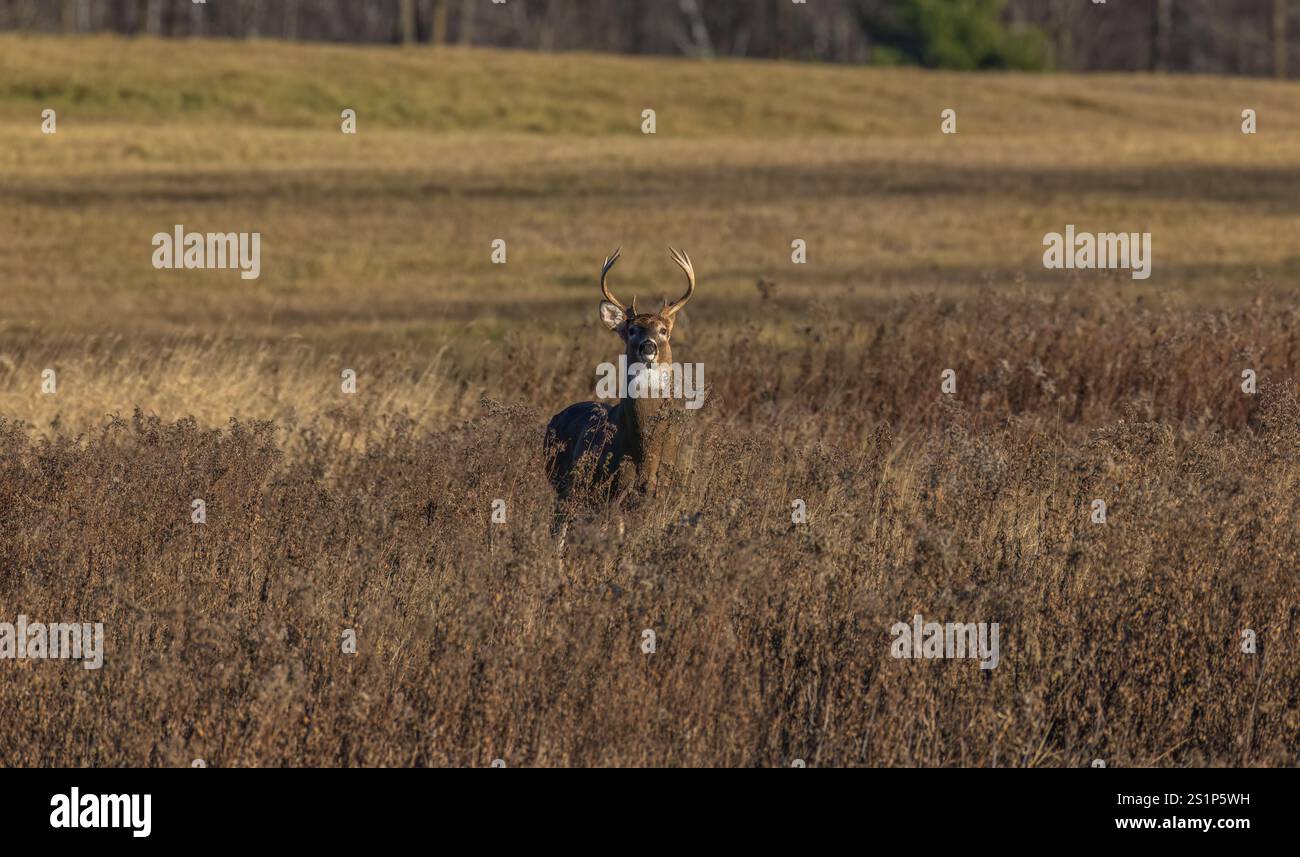 Wi Whitetail Rut White-tailed buck during the rut in northern Wisconsin Stock Photo - Alamy