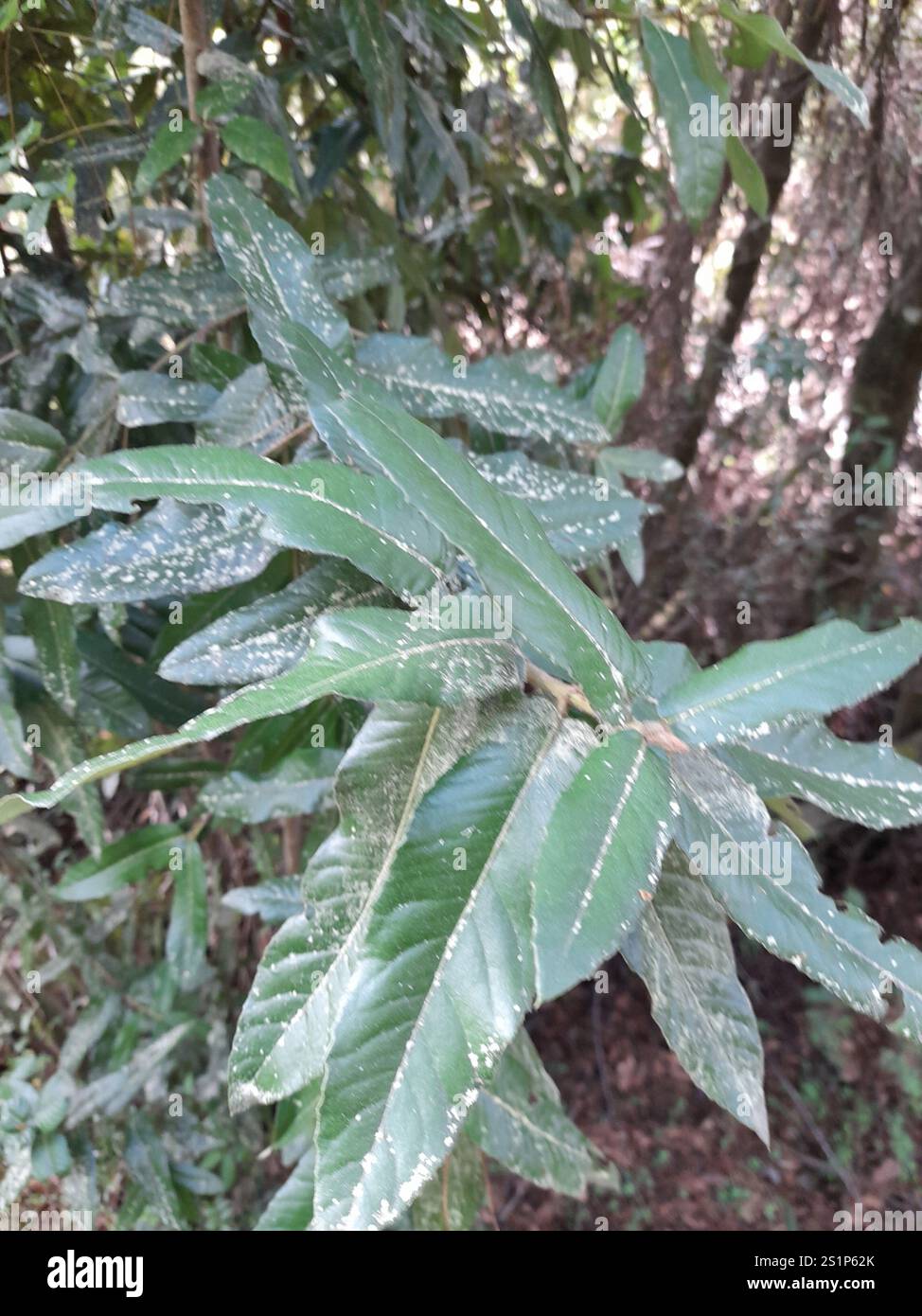 Ulmo eucryphia cordifolia hi-res stock photography and images - Alamy