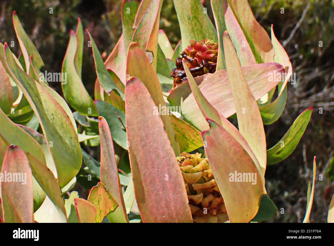 Spicy Conebush (Leucadendron tinctum) Stock Photo