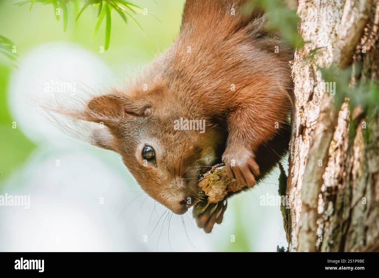 Eating squirrel upside down on tree trunk Stock Photo