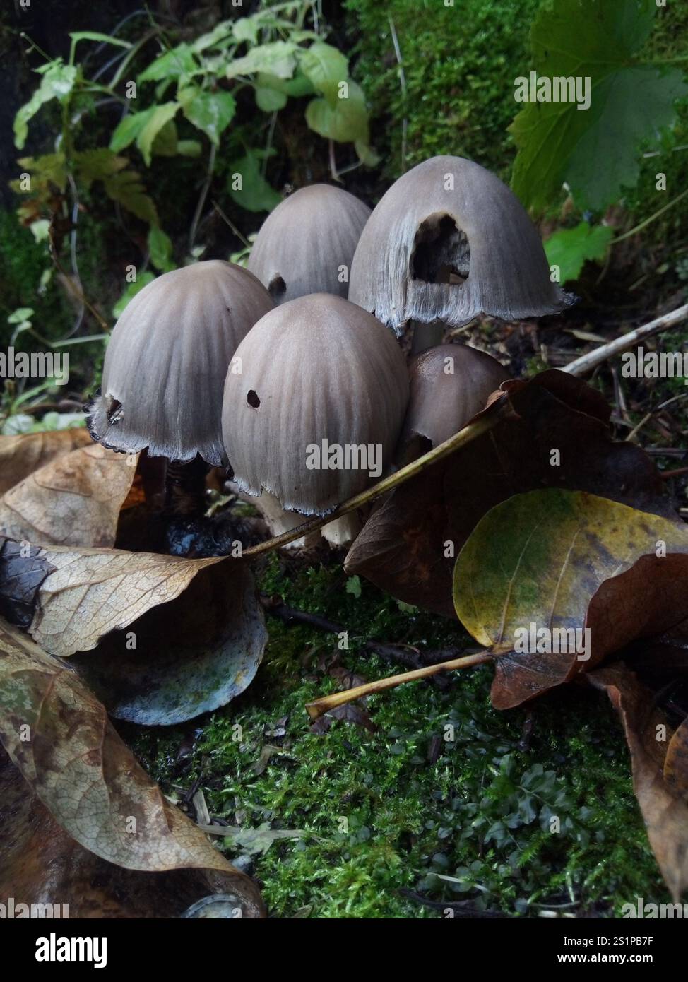 Common Ink Cap (Coprinopsis atramentaria Stock Photo - Alamy