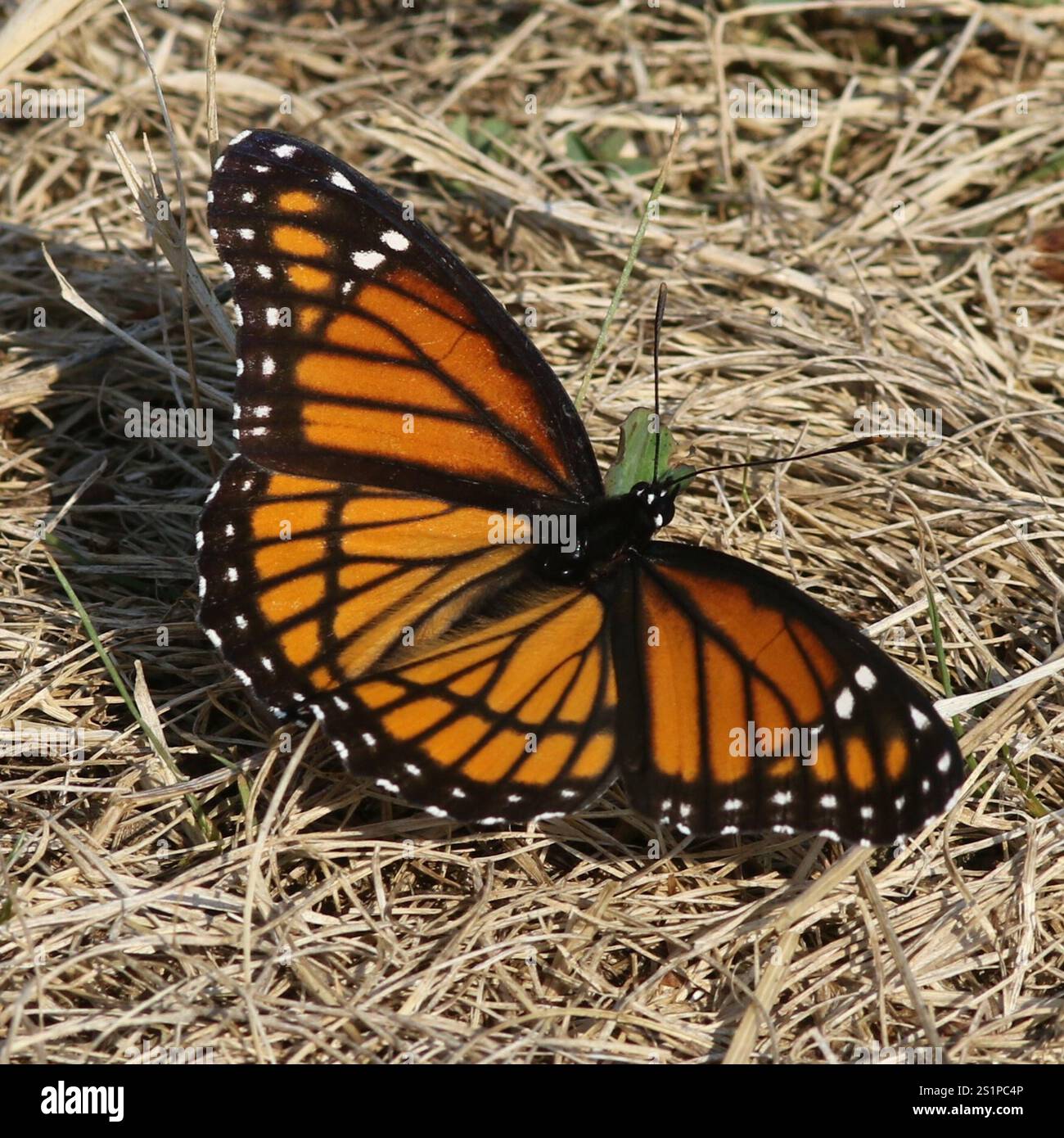 Viceroy (Limenitis archippus Stock Photo - Alamy