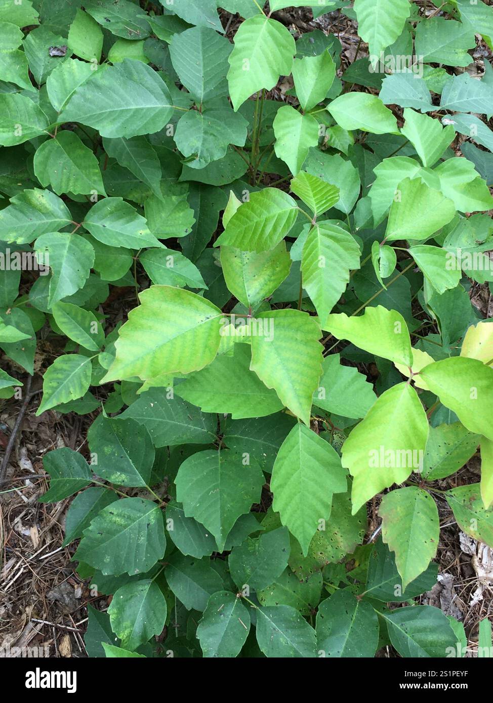 western poison ivy (Toxicodendron rydbergii Stock Photo - Alamy