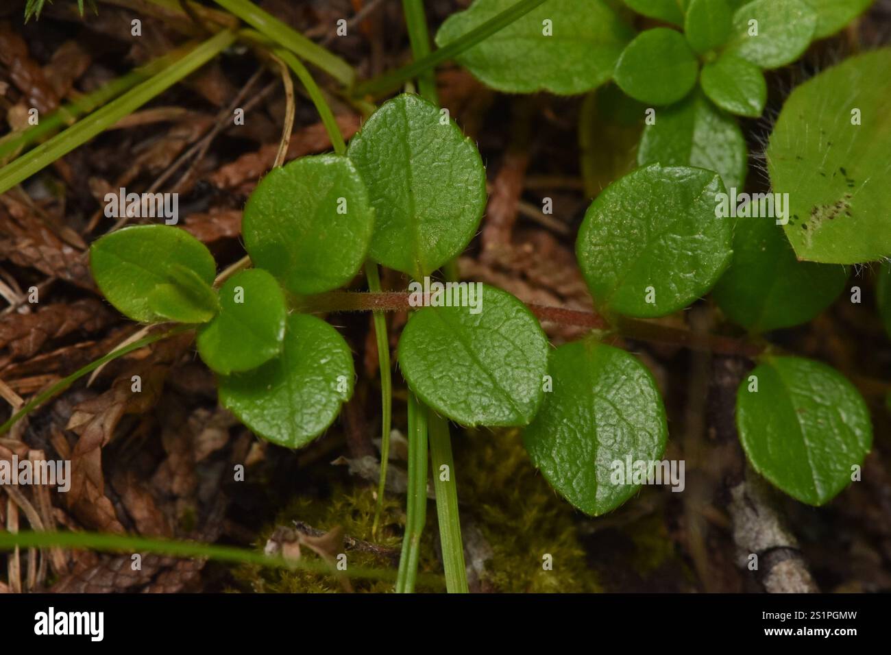 Twinflower (Linnaea borealis Stock Photo - Alamy