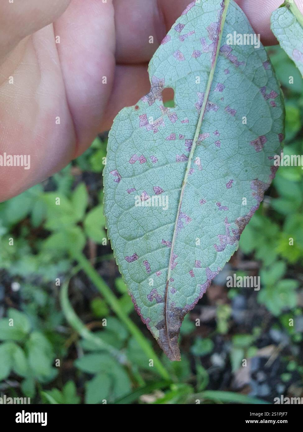 Cherry-Spruce Rust (Thekopsora areolata Stock Photo - Alamy
