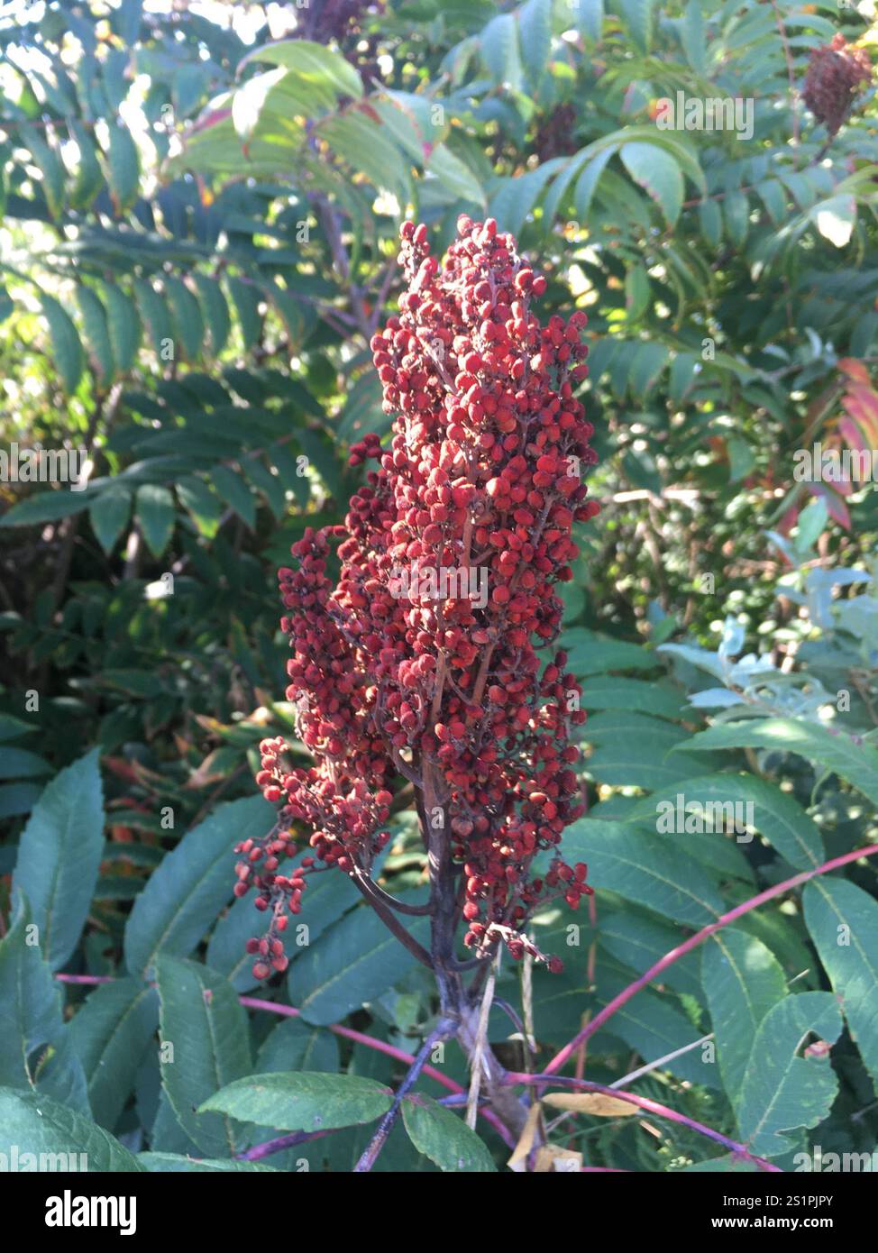 smooth sumac (Rhus glabra Stock Photo - Alamy