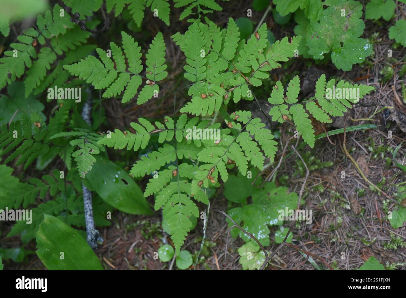 oak fern rust (Hyalopsora aspidiotus Stock Photo - Alamy