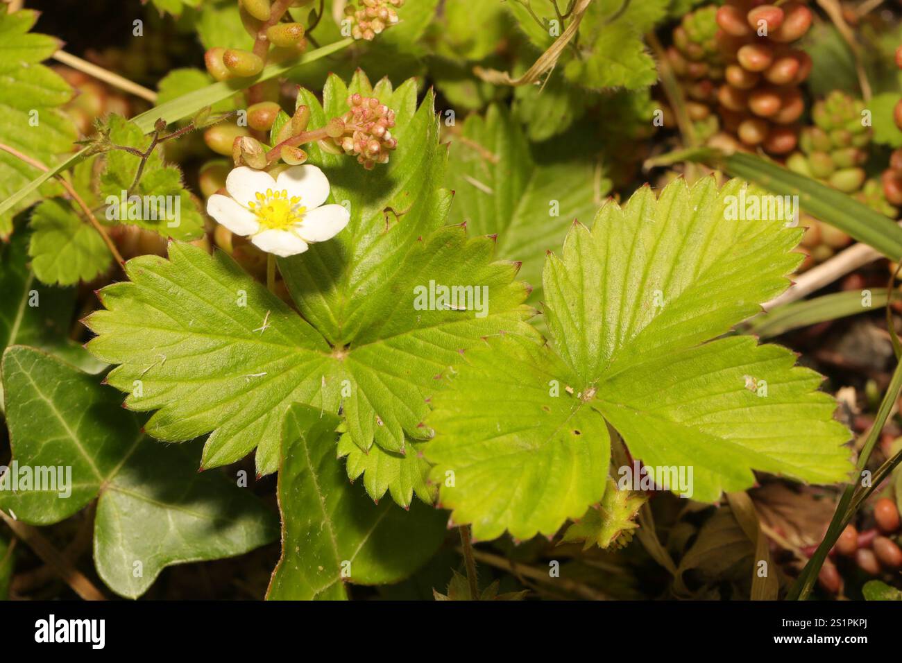 woodland strawberry (Fragaria vesca Stock Photo - Alamy