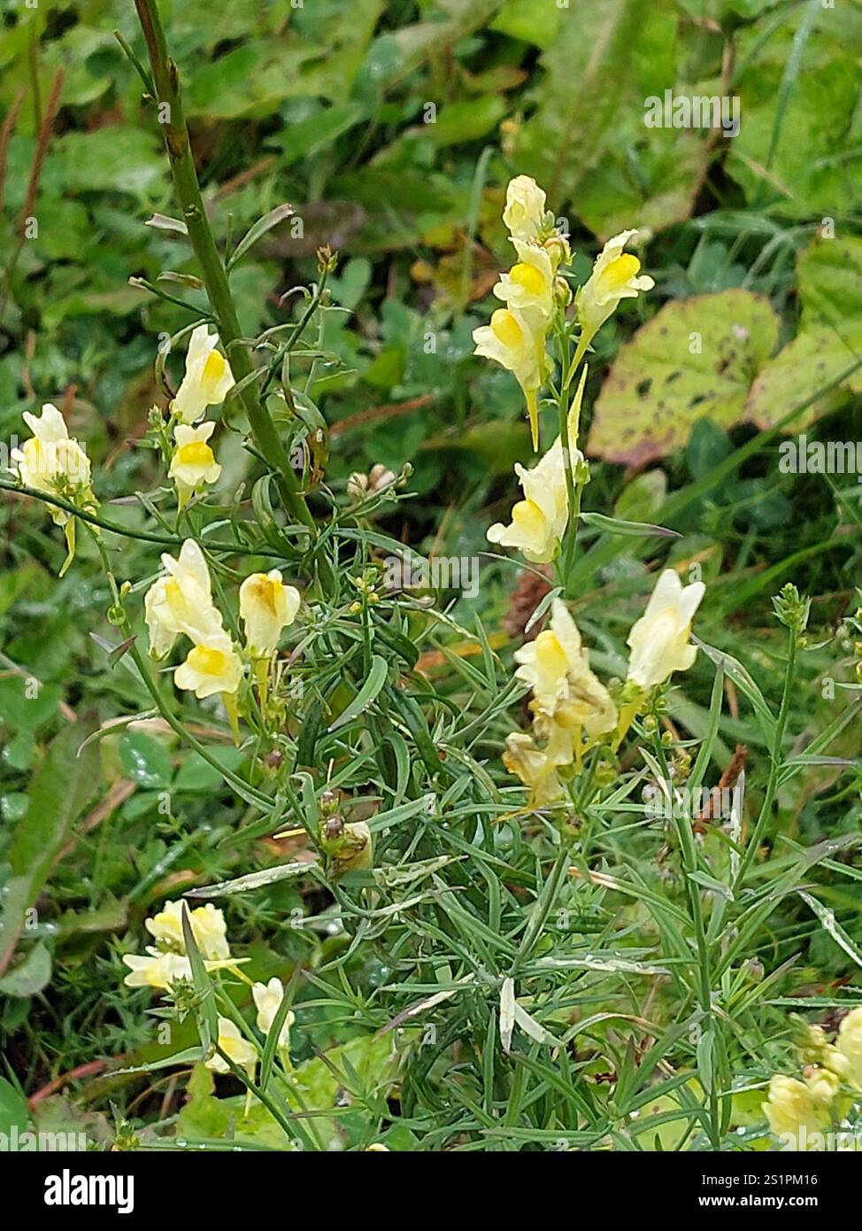 Toad Fls common toadflax (Linaria vulgaris Stock Photo - Alamy