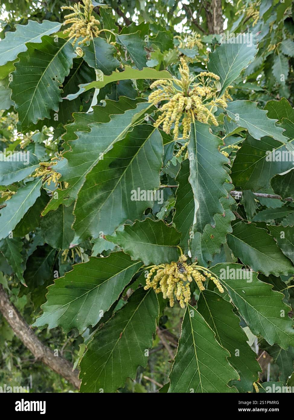 chinkapin oak (Quercus muehlenbergii Stock Photo - Alamy