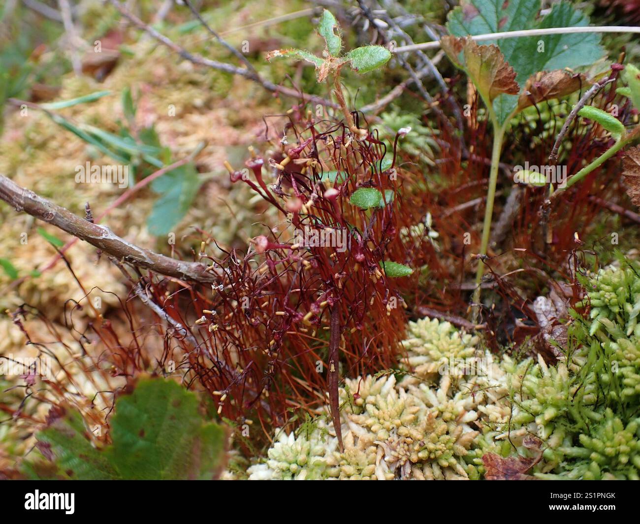Splachnum Poop Splachnum hi-res stock photography and images - Alamy