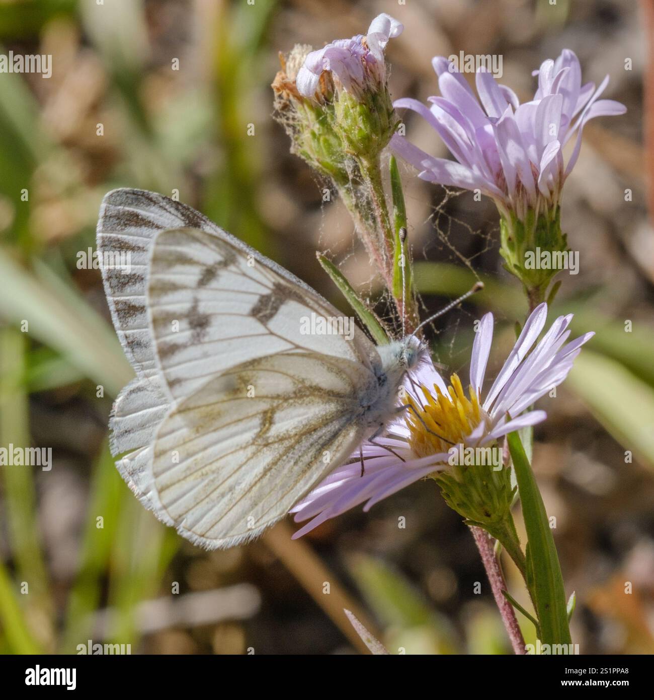 Western White (Pontia occidentalis Stock Photo - Alamy